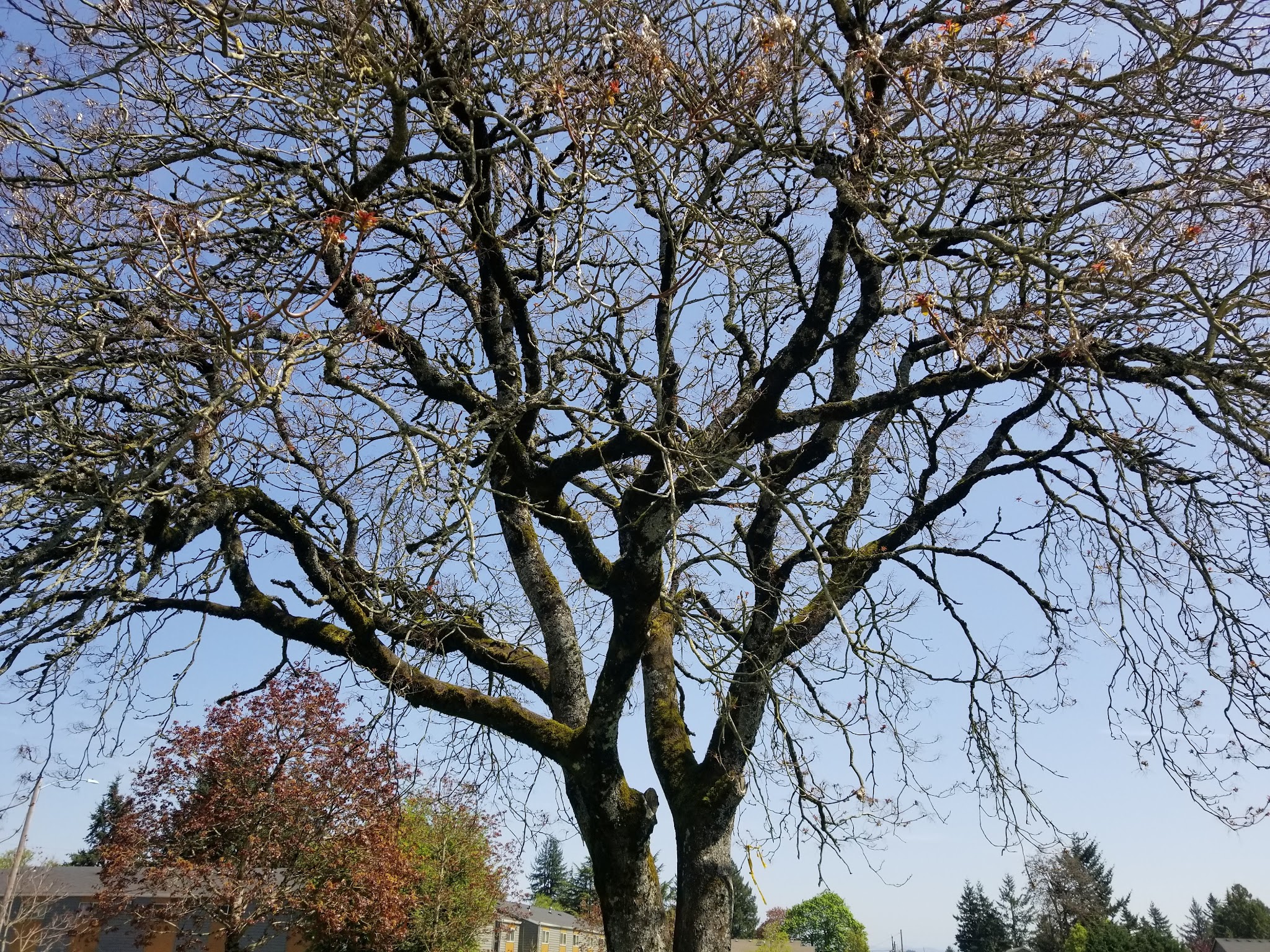 West Powellhurst Park - Portland, OR