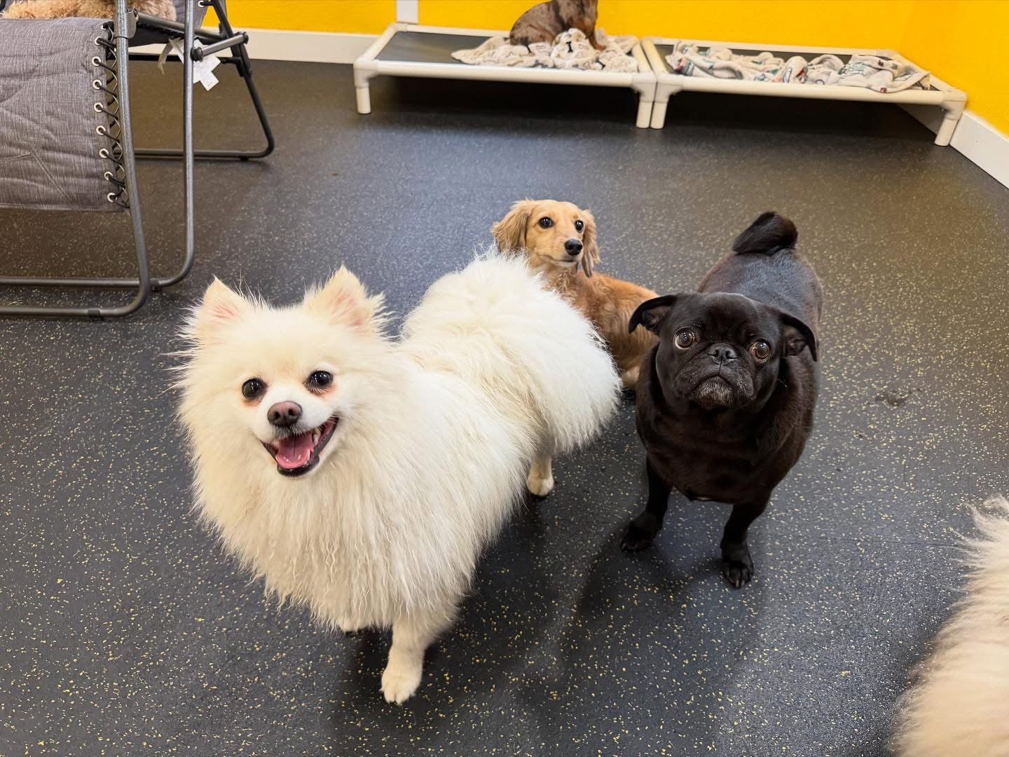 Woof-Tastic Playhouse - Portland, OR