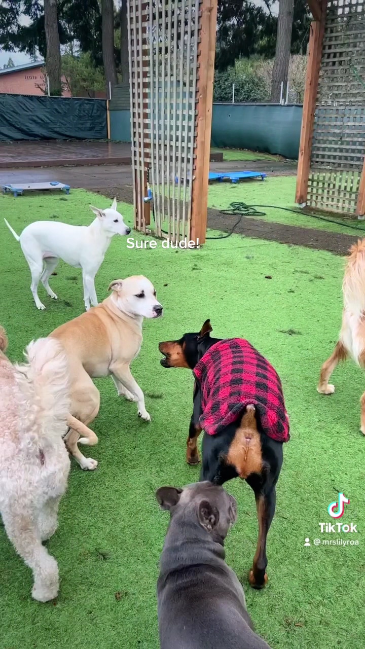 Woof-Tastic Playhouse - Portland, OR