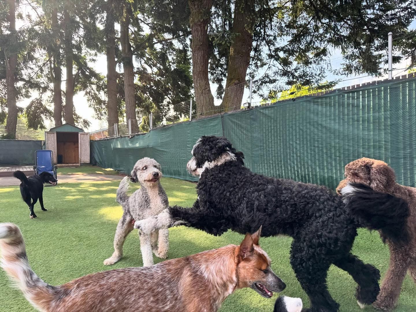 Woof-Tastic Playhouse - Portland, OR