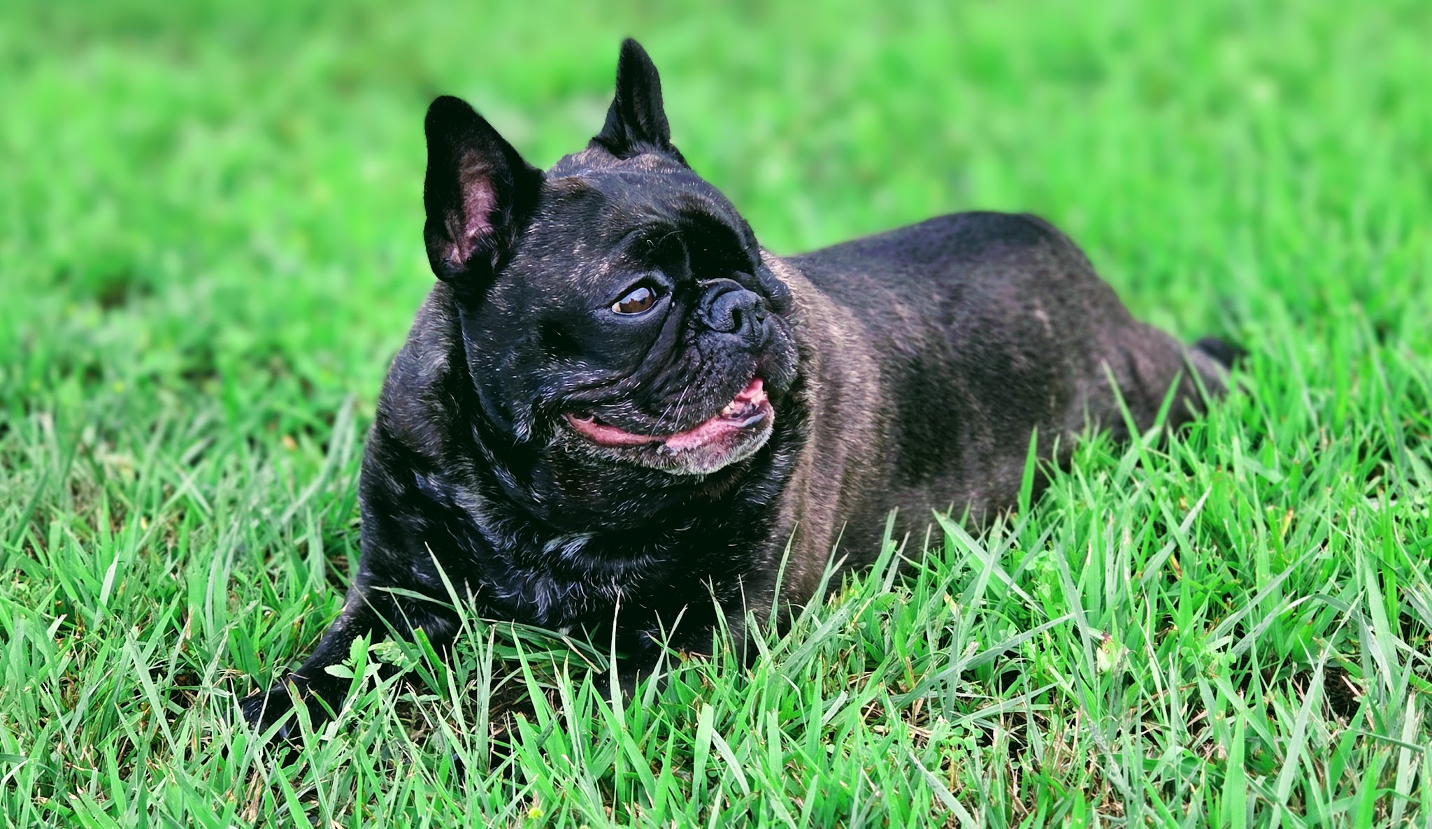 Dog Park - Prairie du Chien, WI