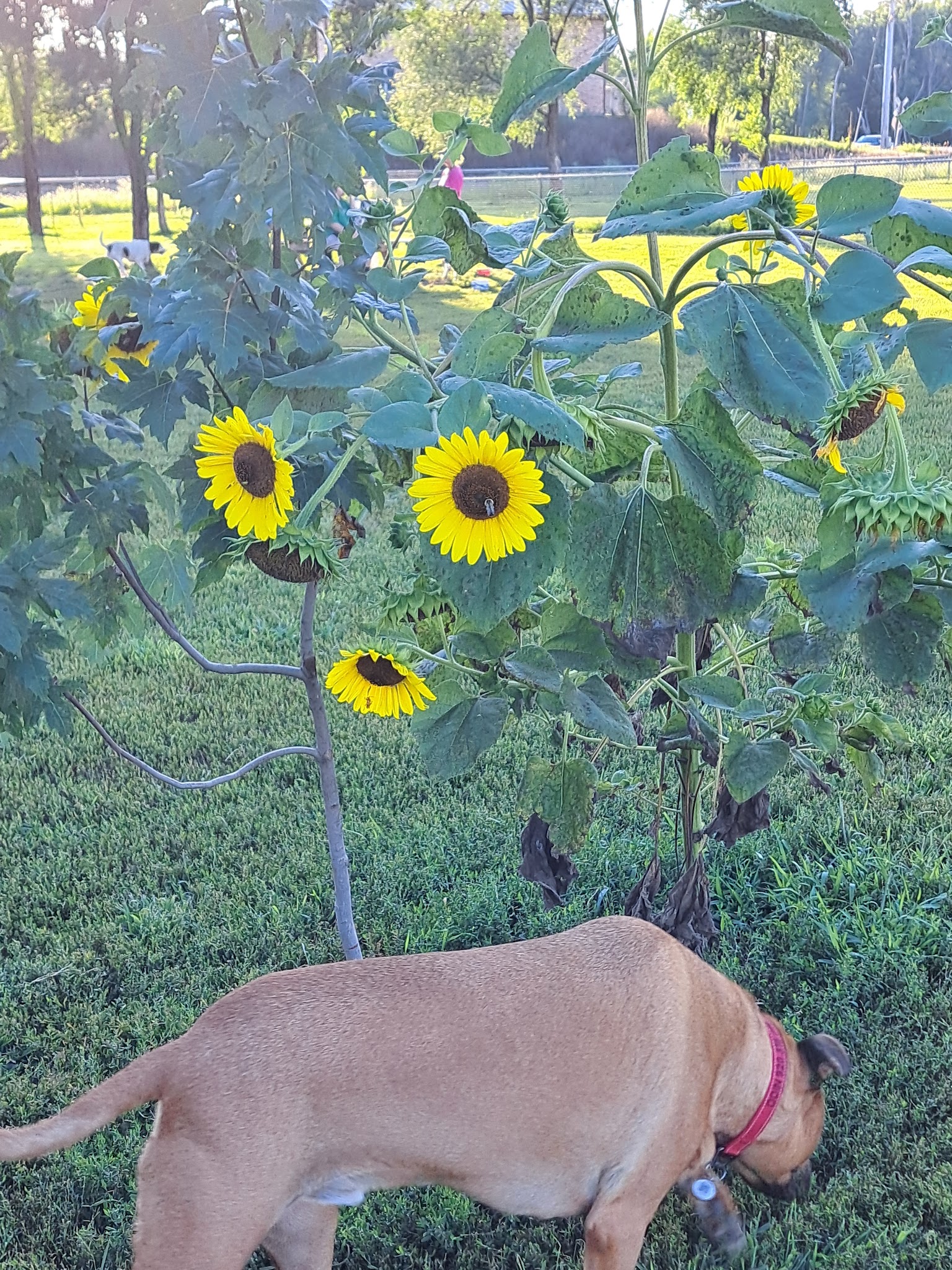 Dog Park - Prairie du Chien, WI