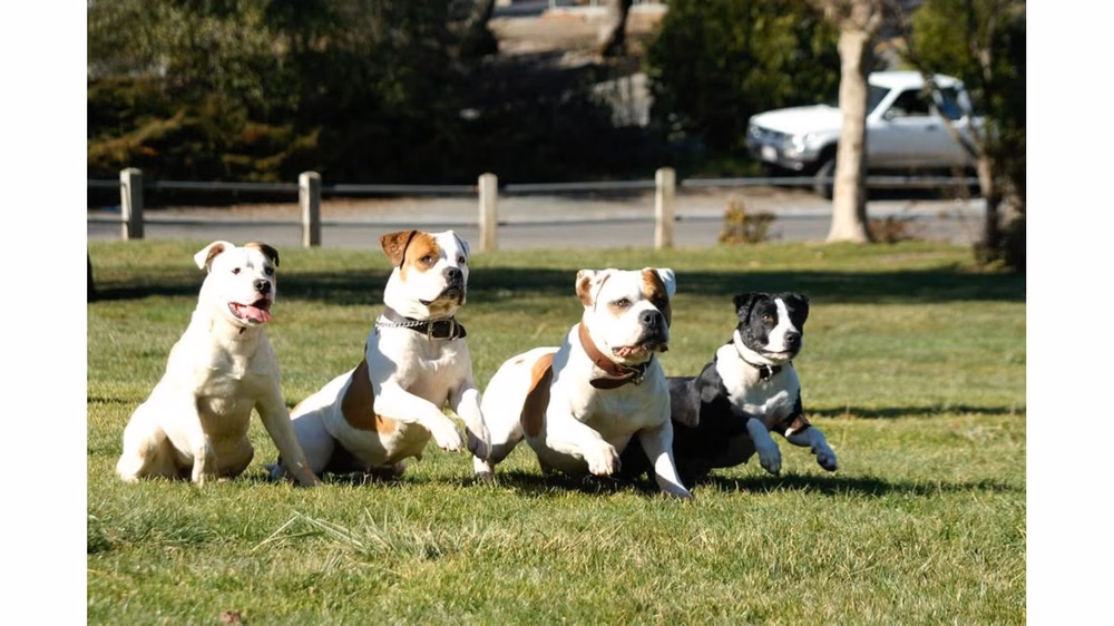 Ridley K9 Academy LLC - ,