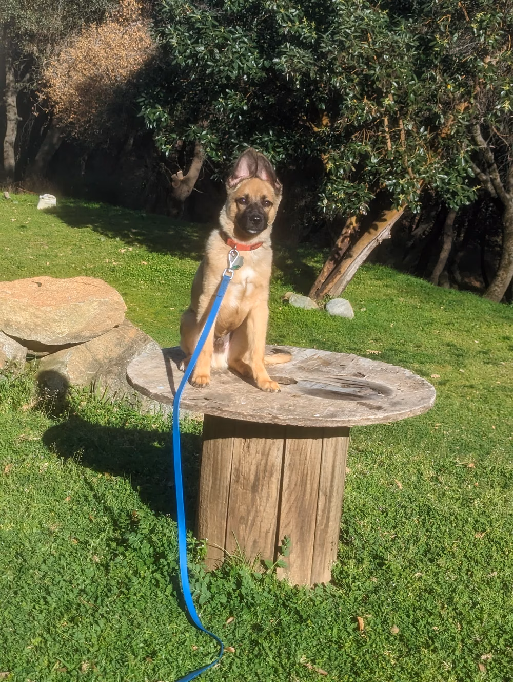 Ridley K9 Academy LLC - ,