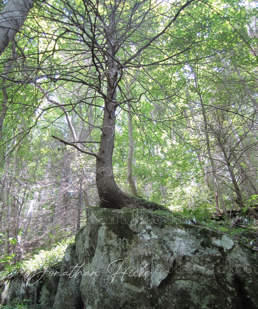 Joyce Kilmer-Slickrock Wilderness - Robbinsville, NC