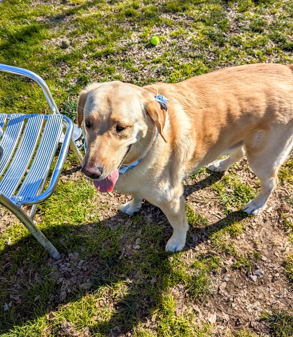 Hughes Park Off Leash Dog Park - Roseville, CA