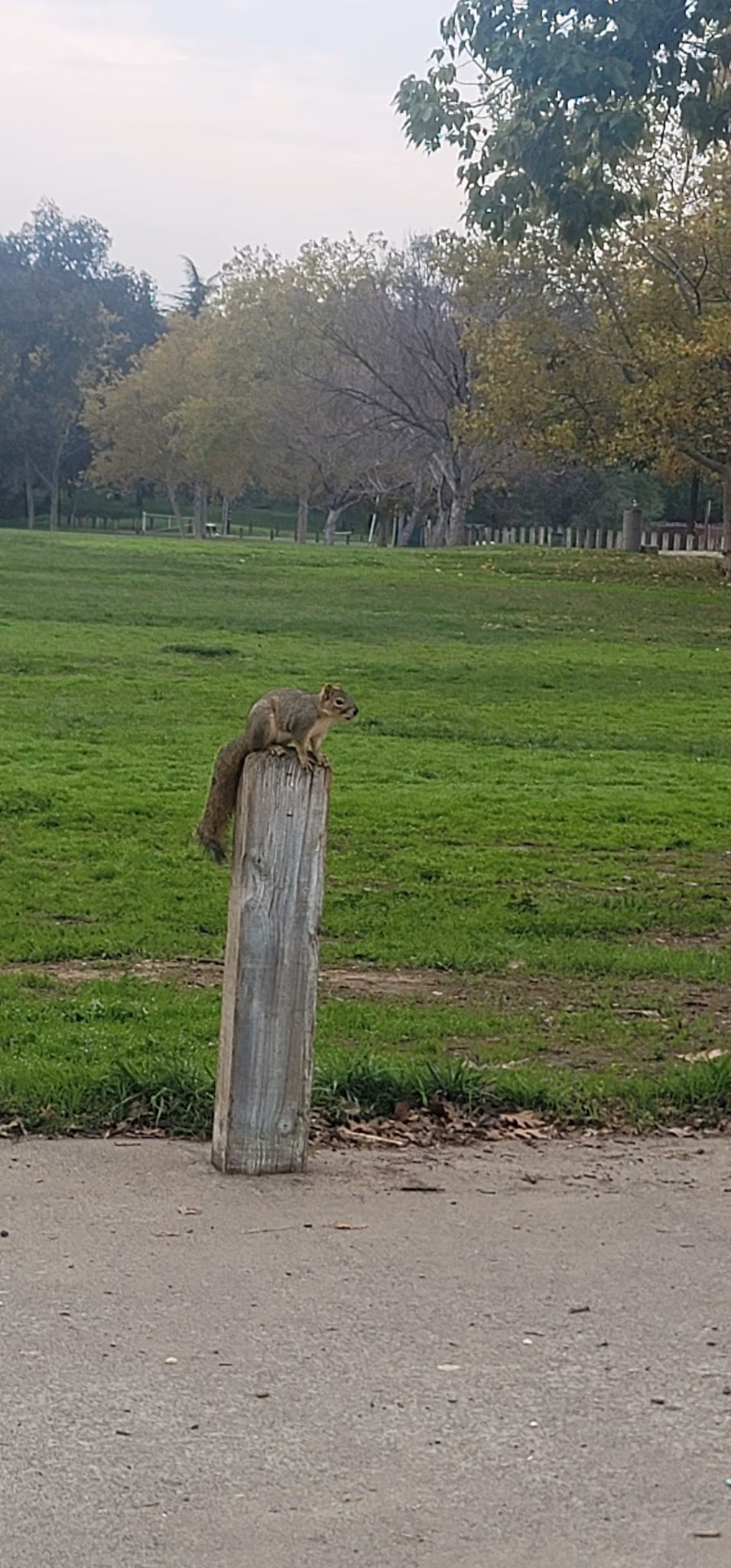 Foothill Community Park - Sacramento, CA