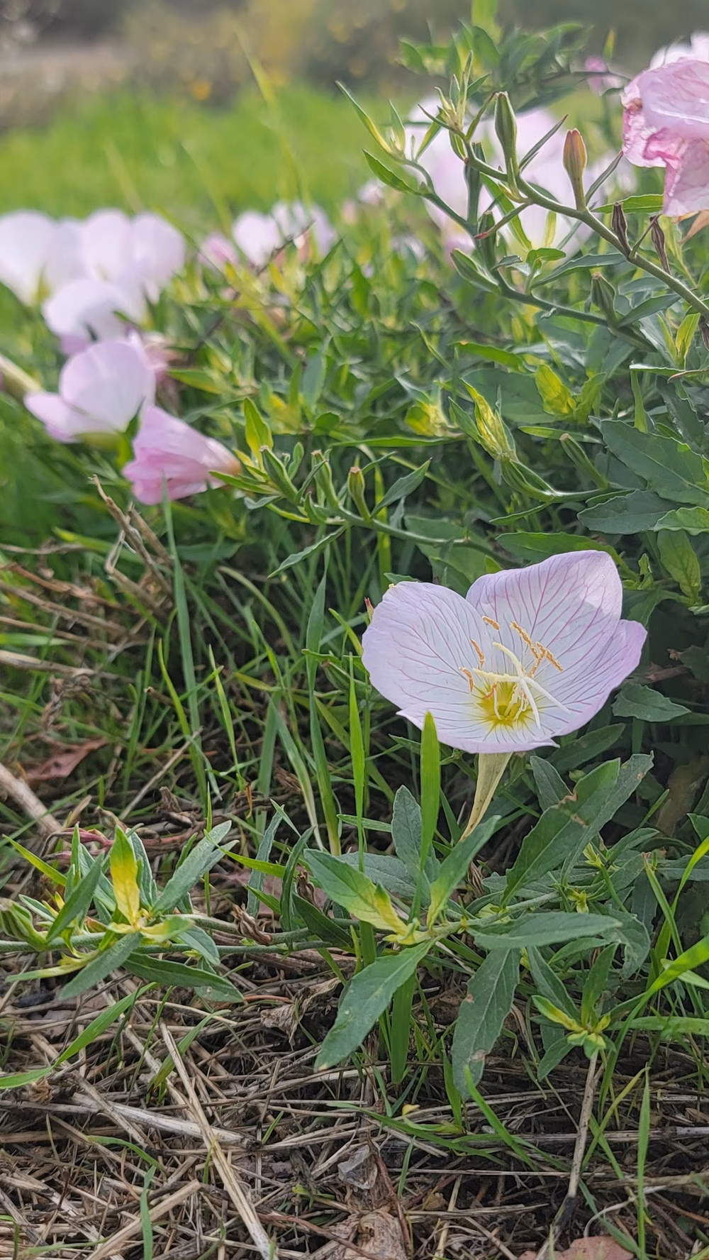 Granite Park Dog Park - Sacramento, CA