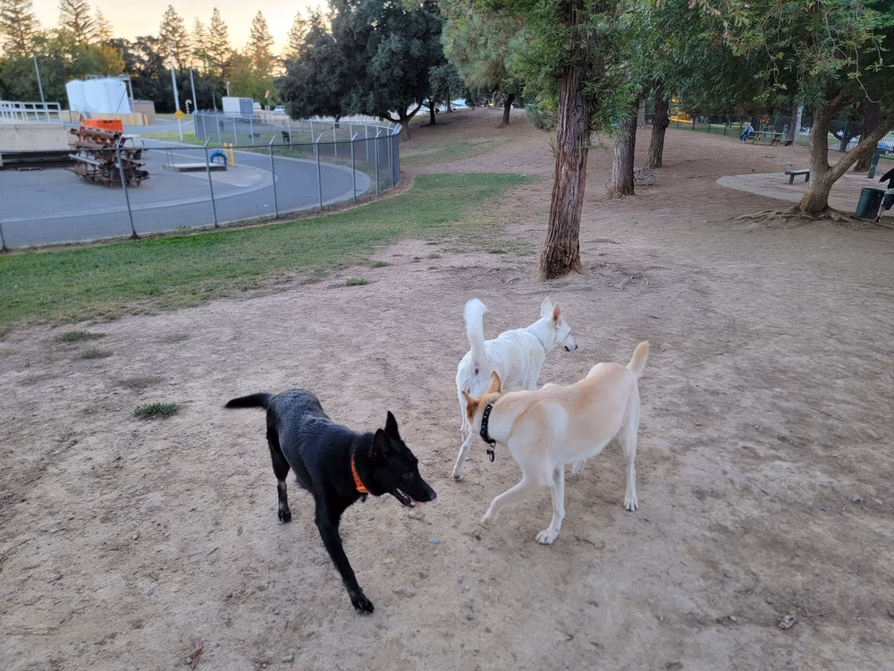 Partner Park Dog Park - Sacramento, CA
