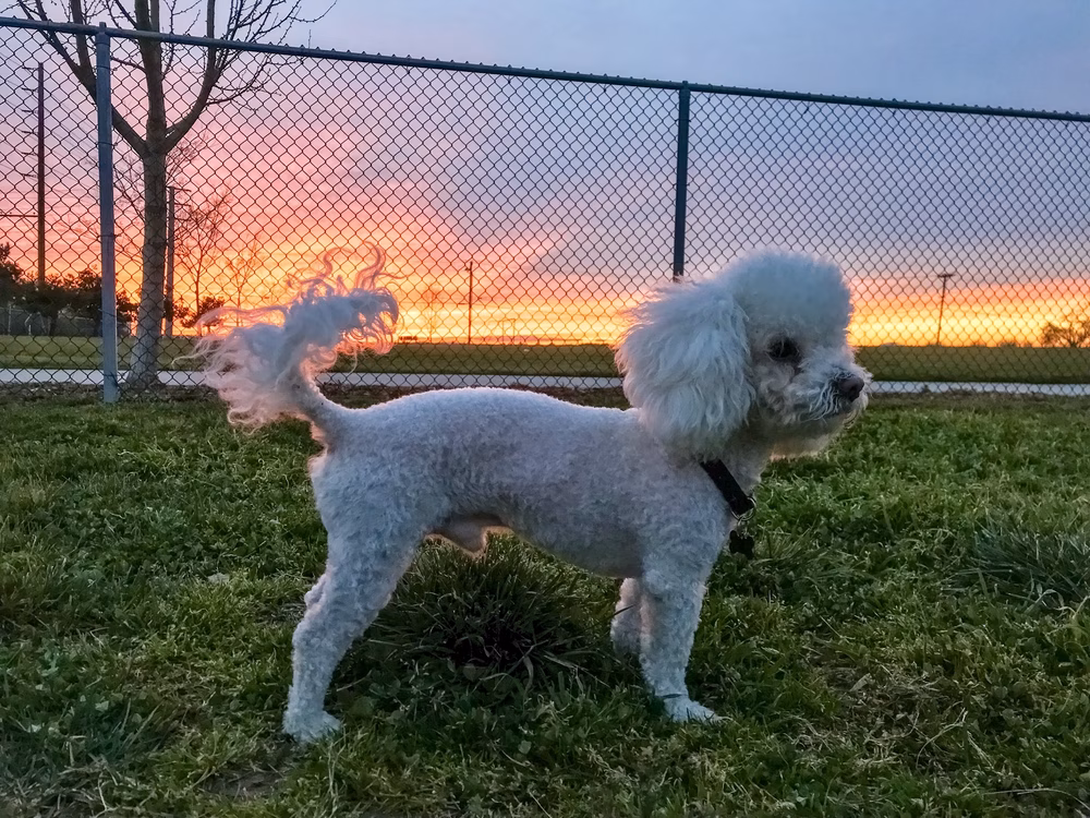 Tanzanite Dog Park - Sacramento, CA