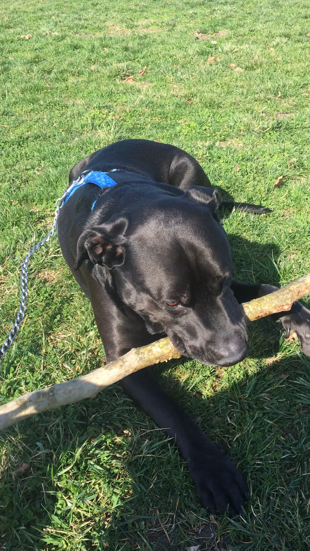 Tanzanite Dog Park - Sacramento, CA
