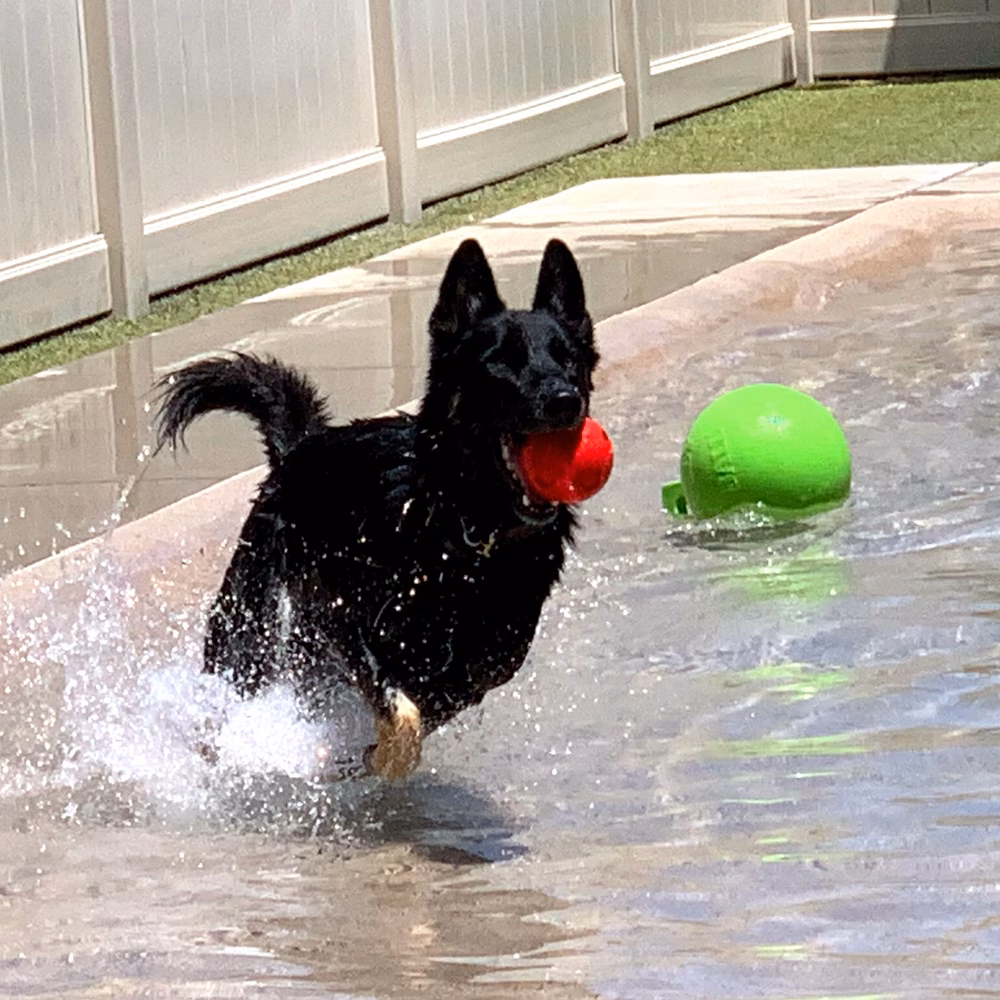 The Local Bark Park - Sacramento, CA
