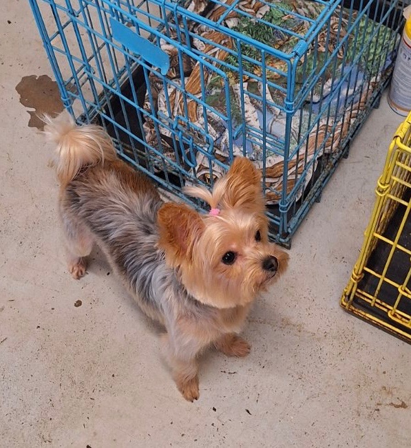 Dog Care Samson - Samson, AL