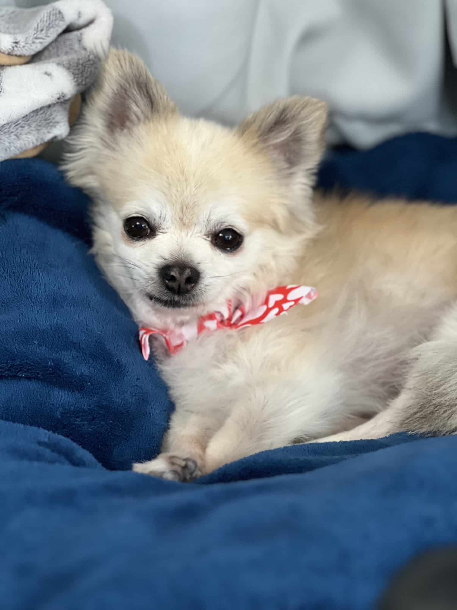 Dog Care Samson - Samson, AL