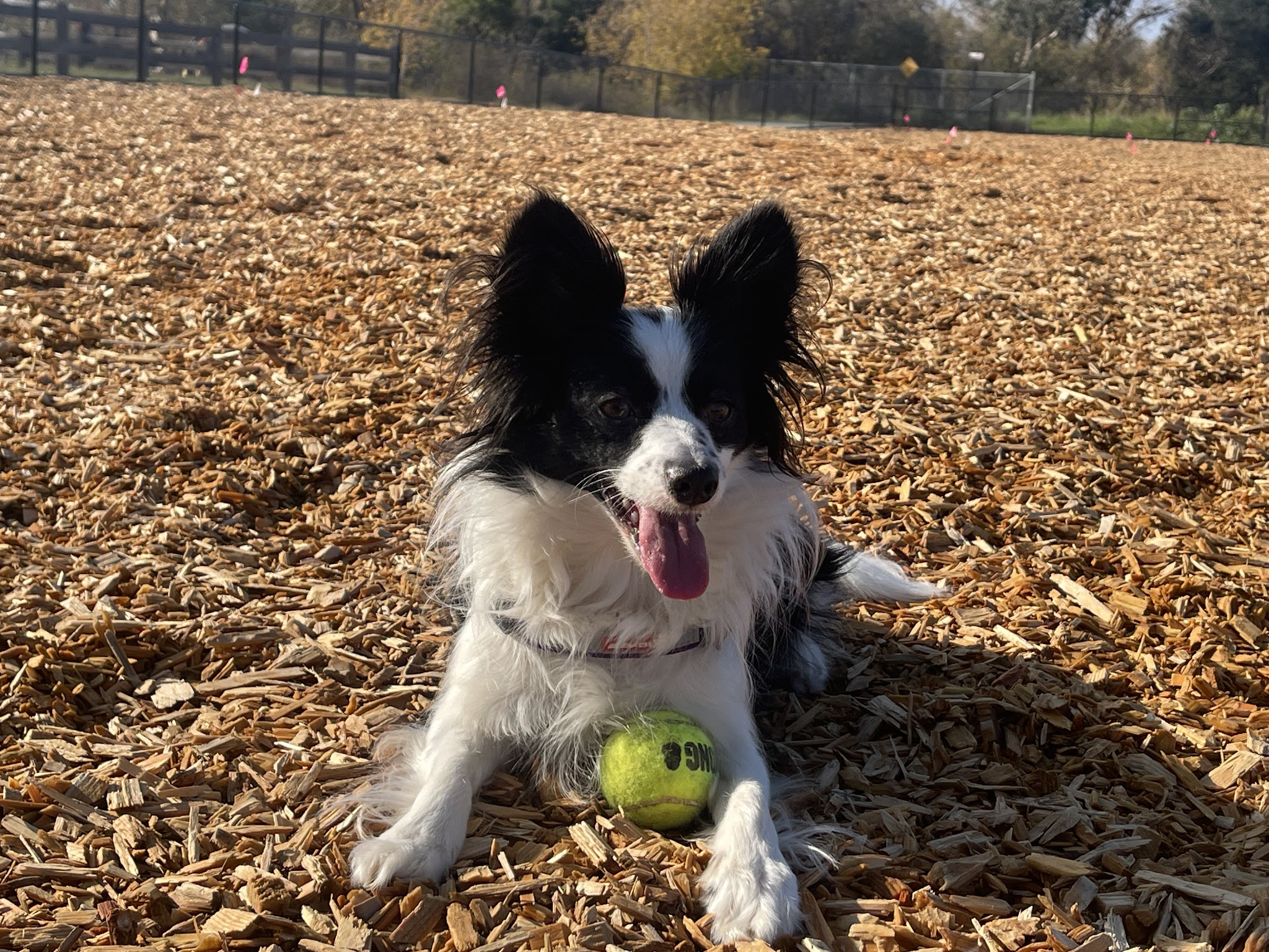 Bruzzone Dog Park - San Jose, CA