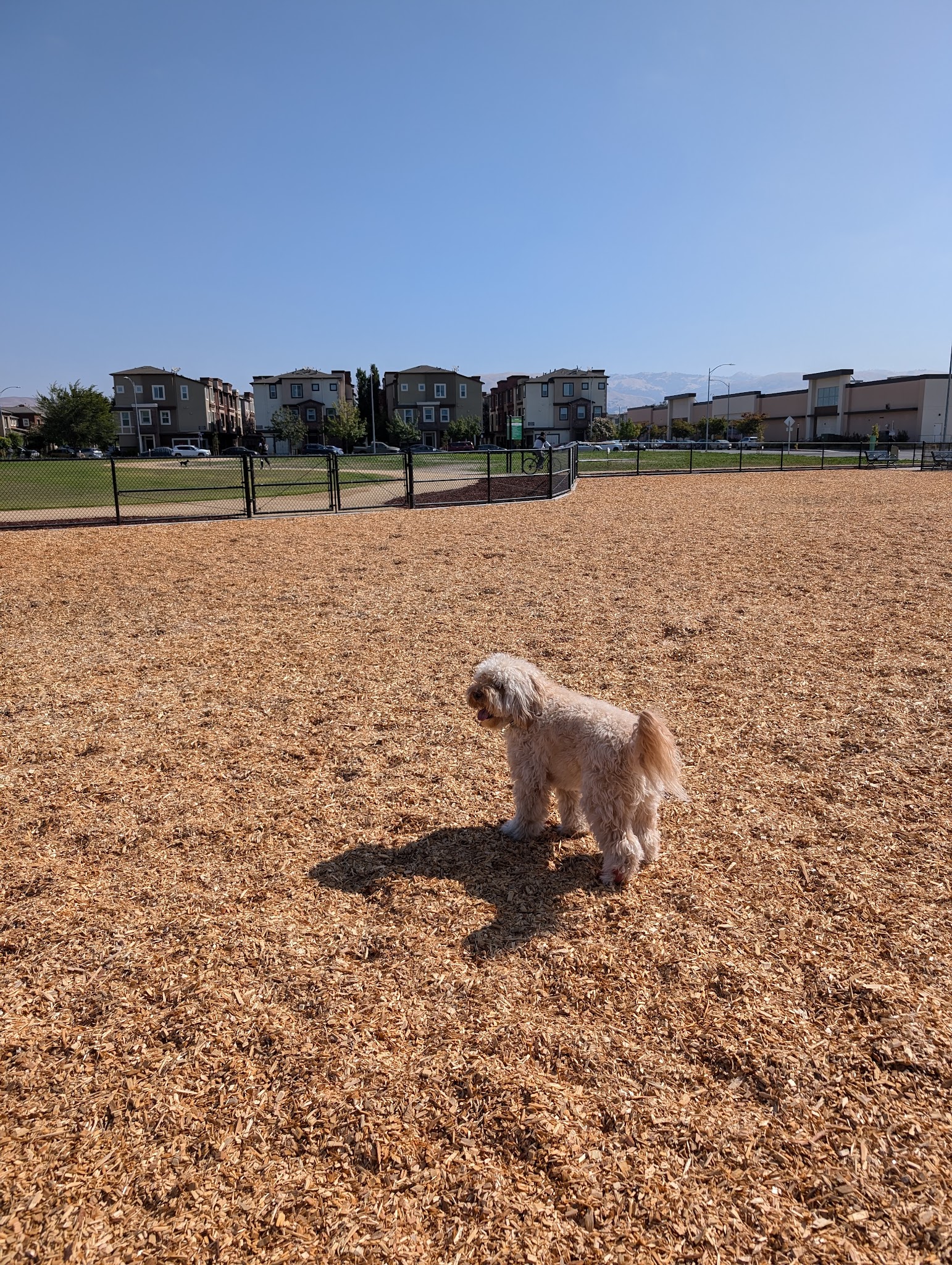 Bruzzone Dog Park - San Jose, CA