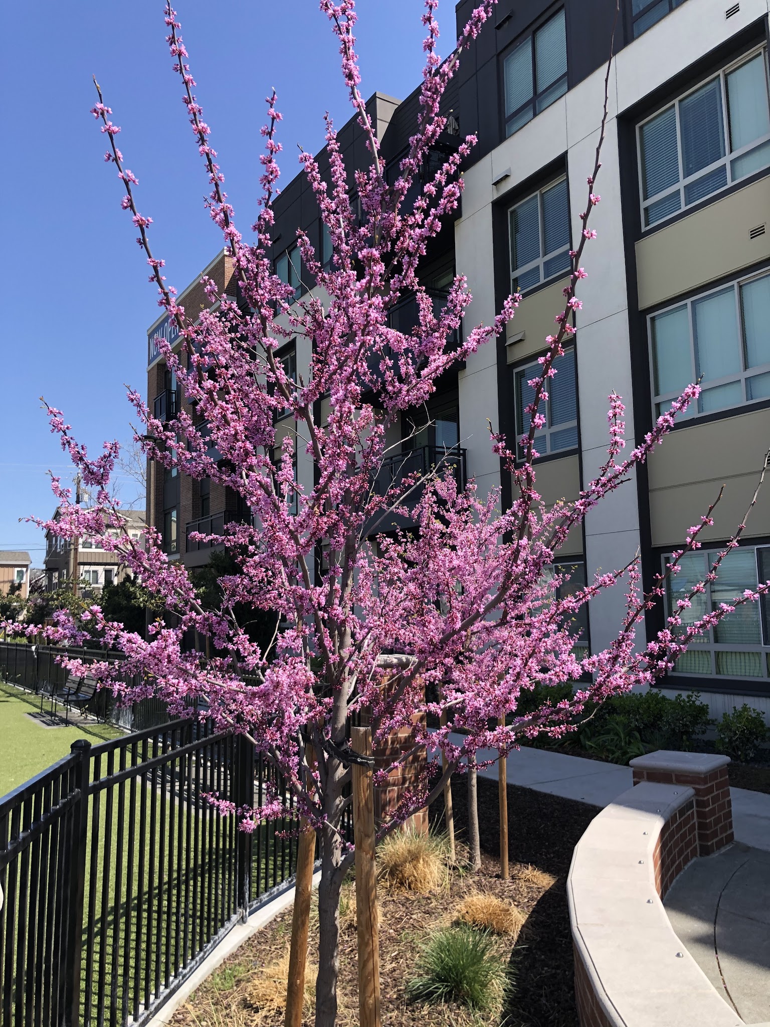 Cannery Park - San Jose, CA