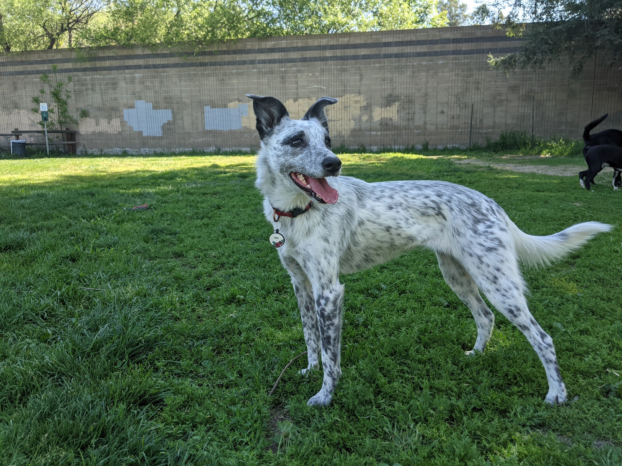Dog Park at Hellyer County Park - San Jose, CA