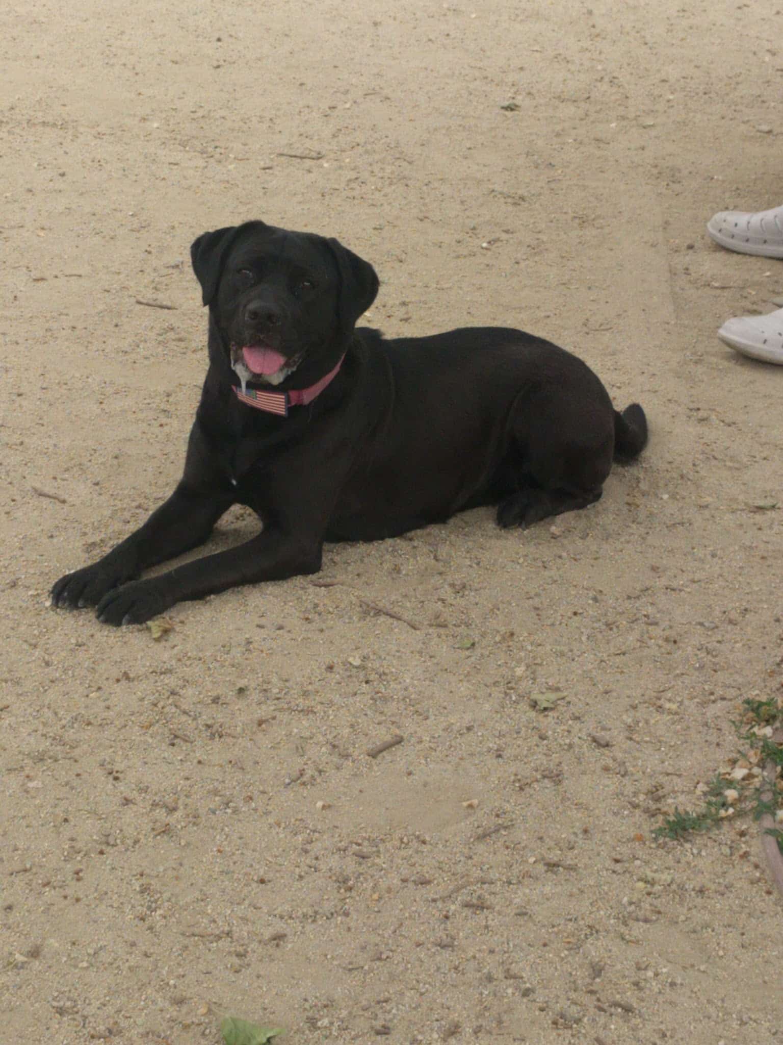 Dog Park at Hellyer County Park - San Jose, CA