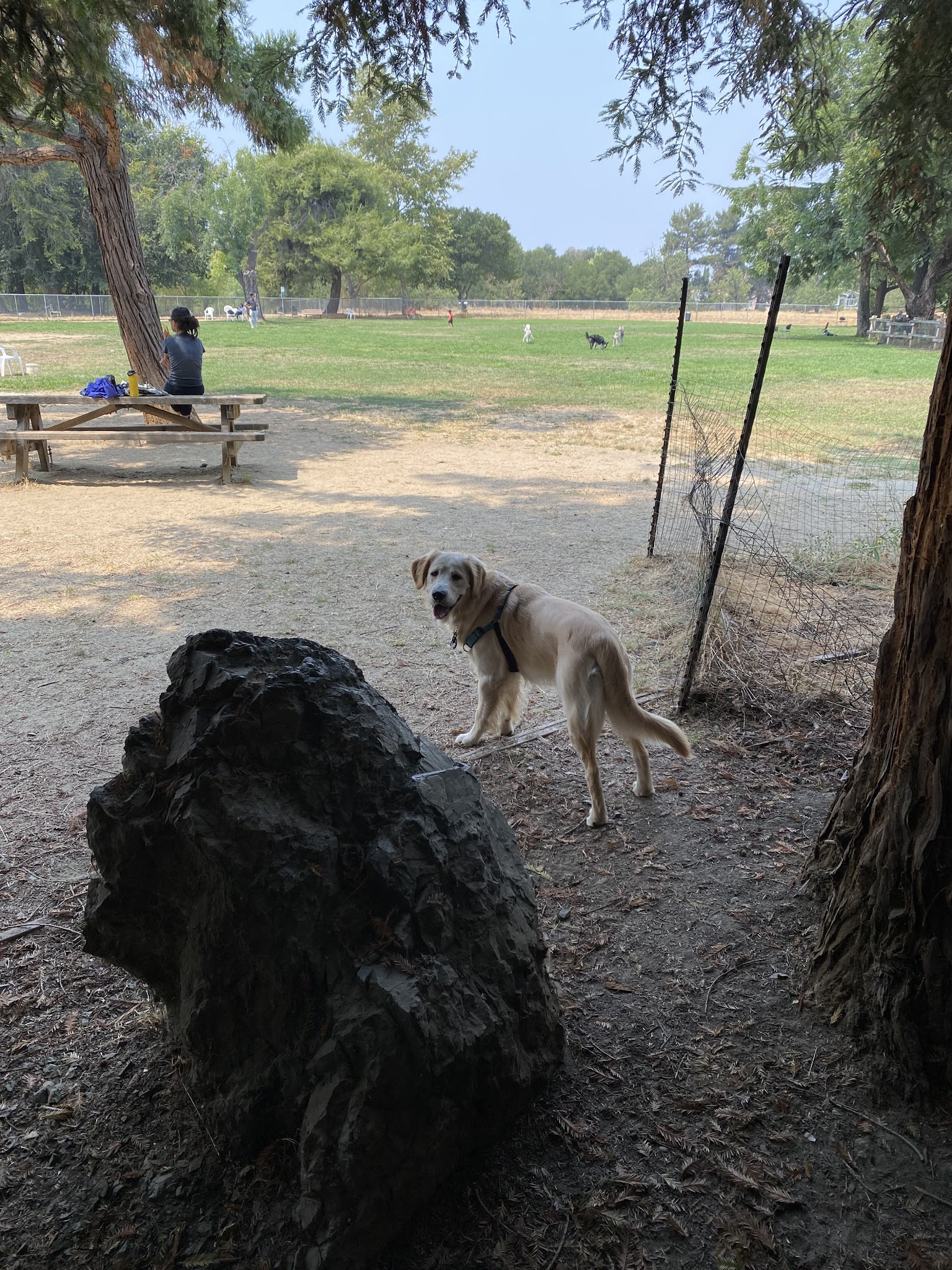 Dog Park at Hellyer County Park - San Jose, CA