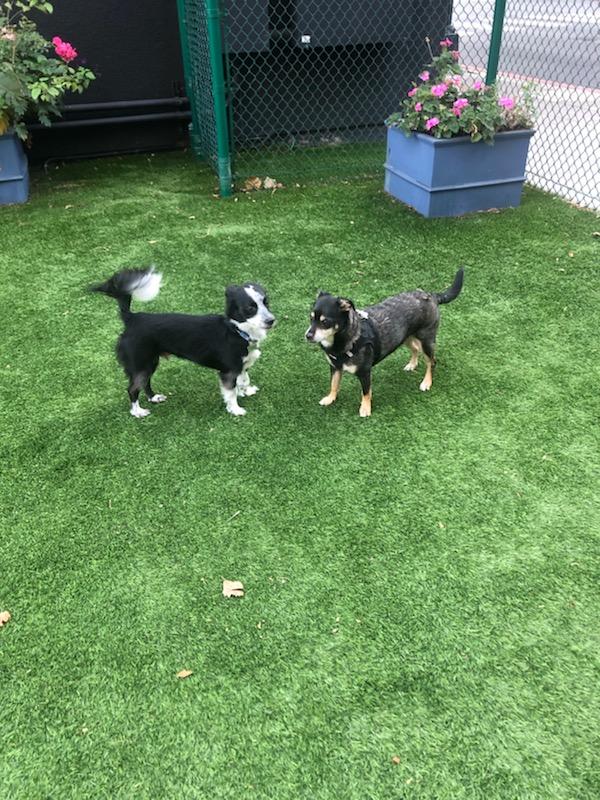 Hart's Dog Park - San Jose, CA