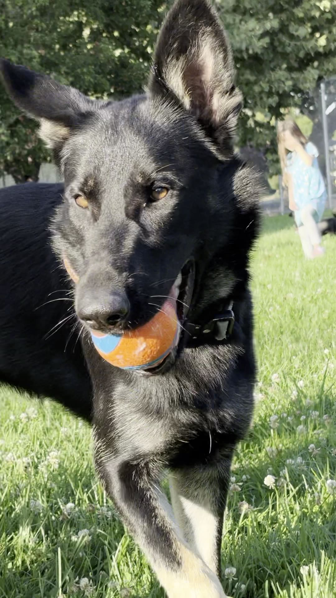 Lincoln Dog Park - San Jose, CA
