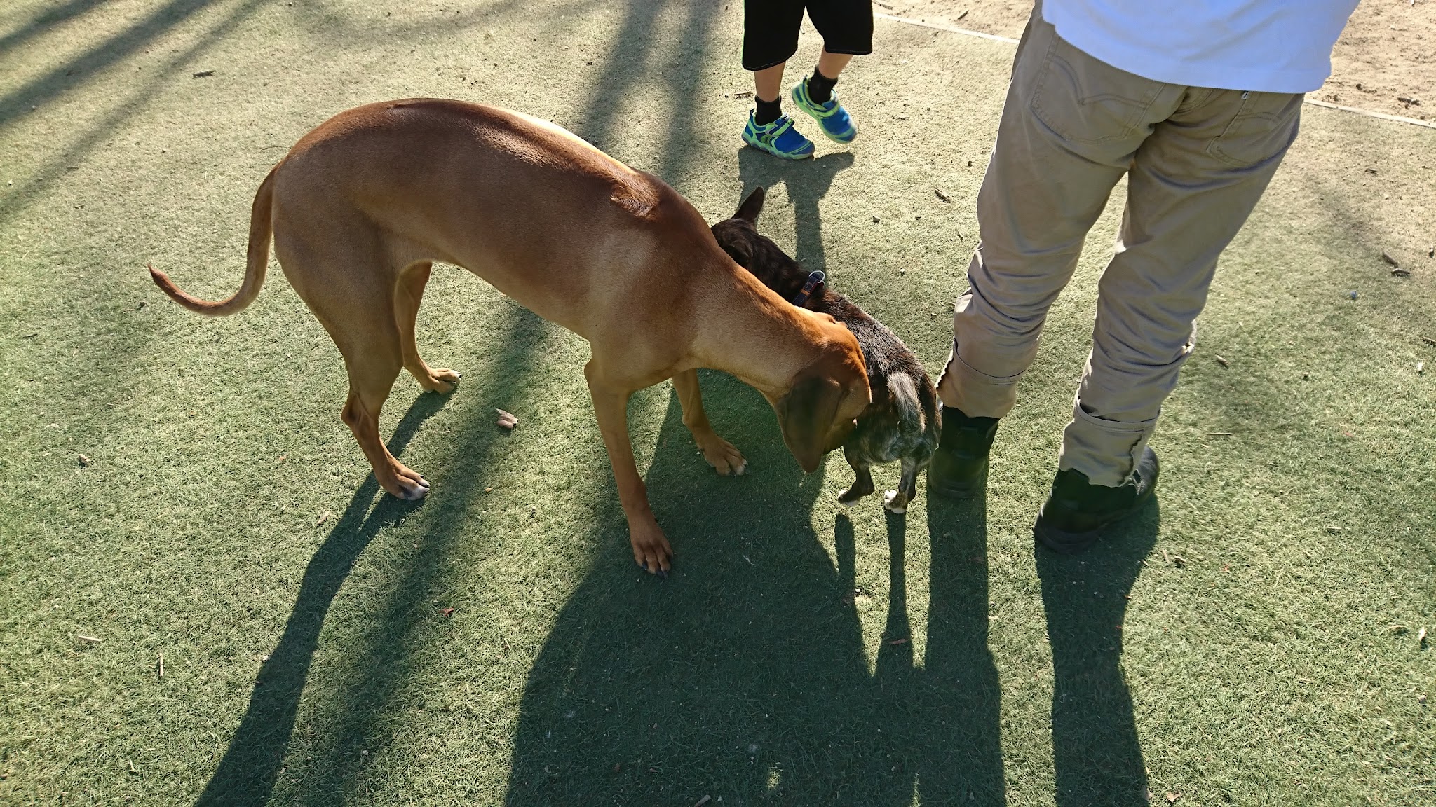 Miyuki Dog Park - San Jose, CA