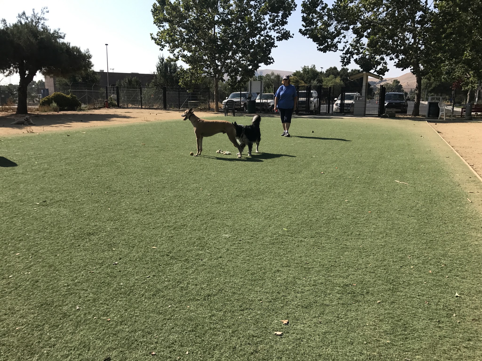 Miyuki Dog Park - San Jose, CA