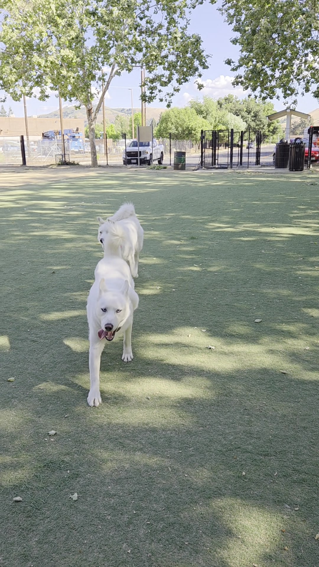 Miyuki Dog Park - San Jose, CA