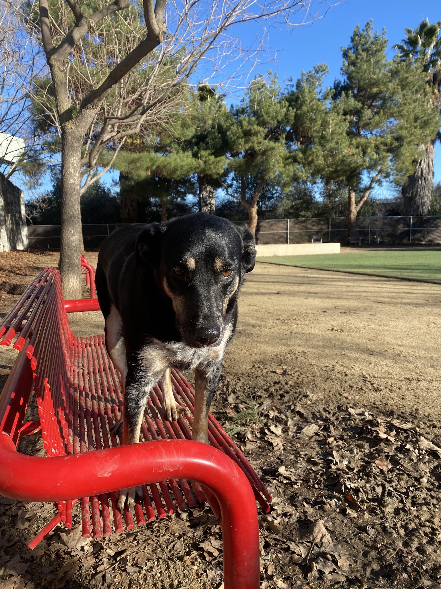 Miyuki Dog Park - San Jose, CA