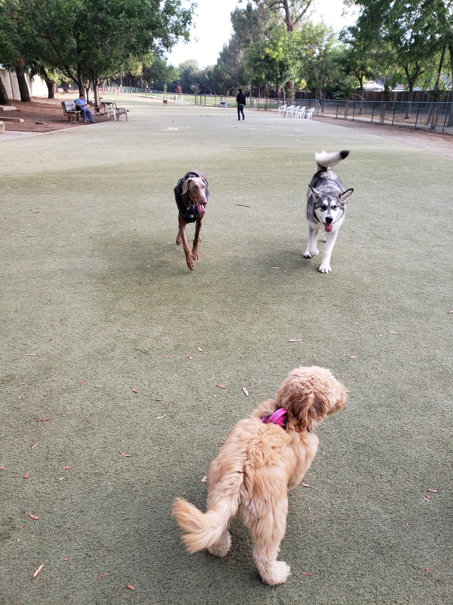 Saratoga Creek Dog Park, San Jose, CA - San Jose, CA