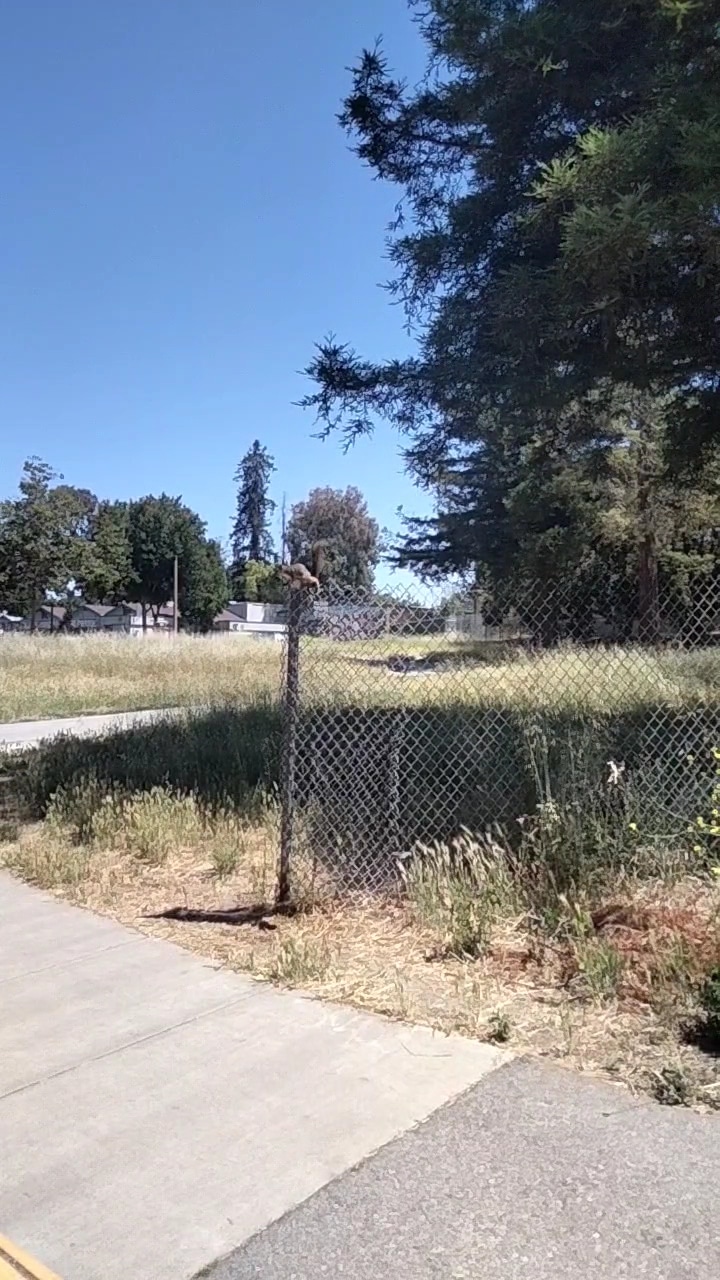 Selma Olinder Park - San Jose, CA