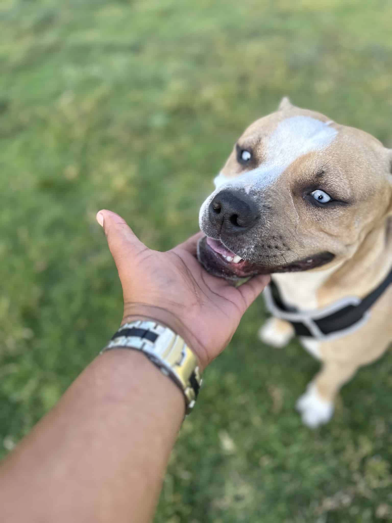 Larry J Marsalli Dog Park - Santa Clara, CA