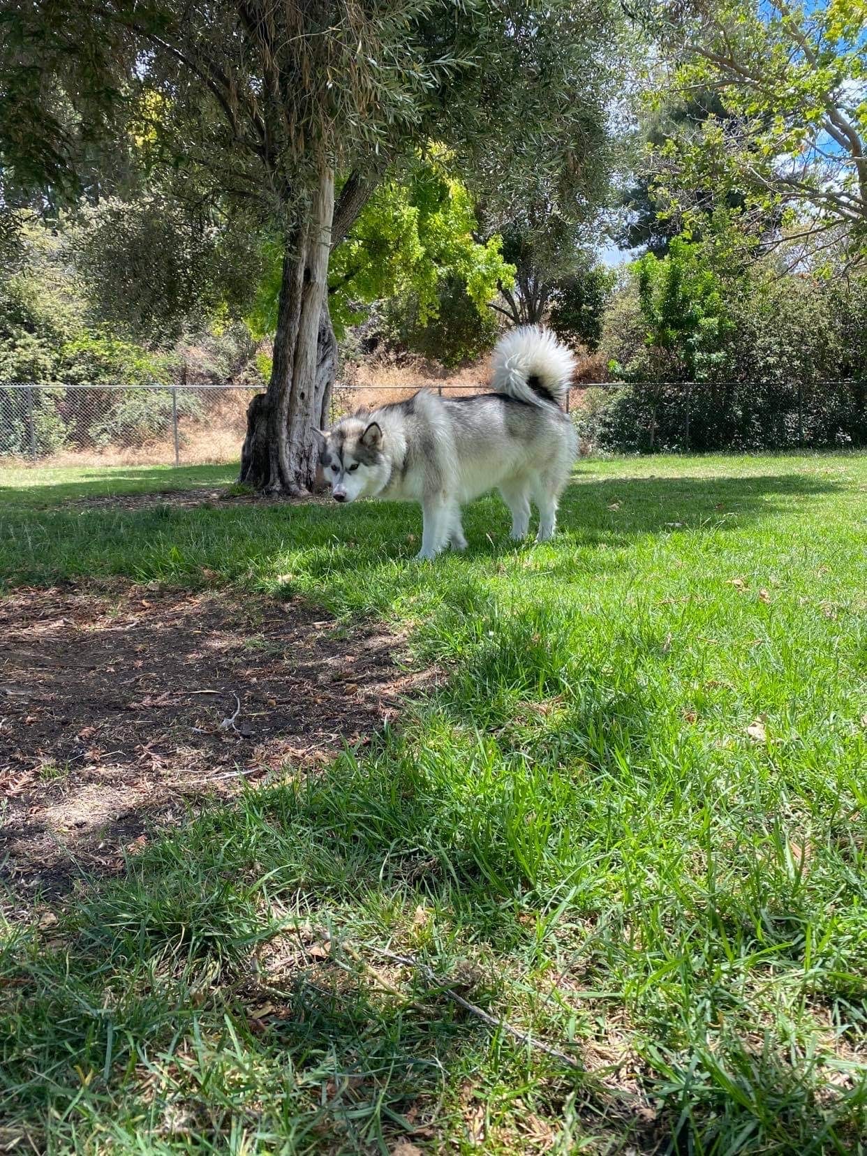 Larry J Marsalli Dog Park - Santa Clara, CA