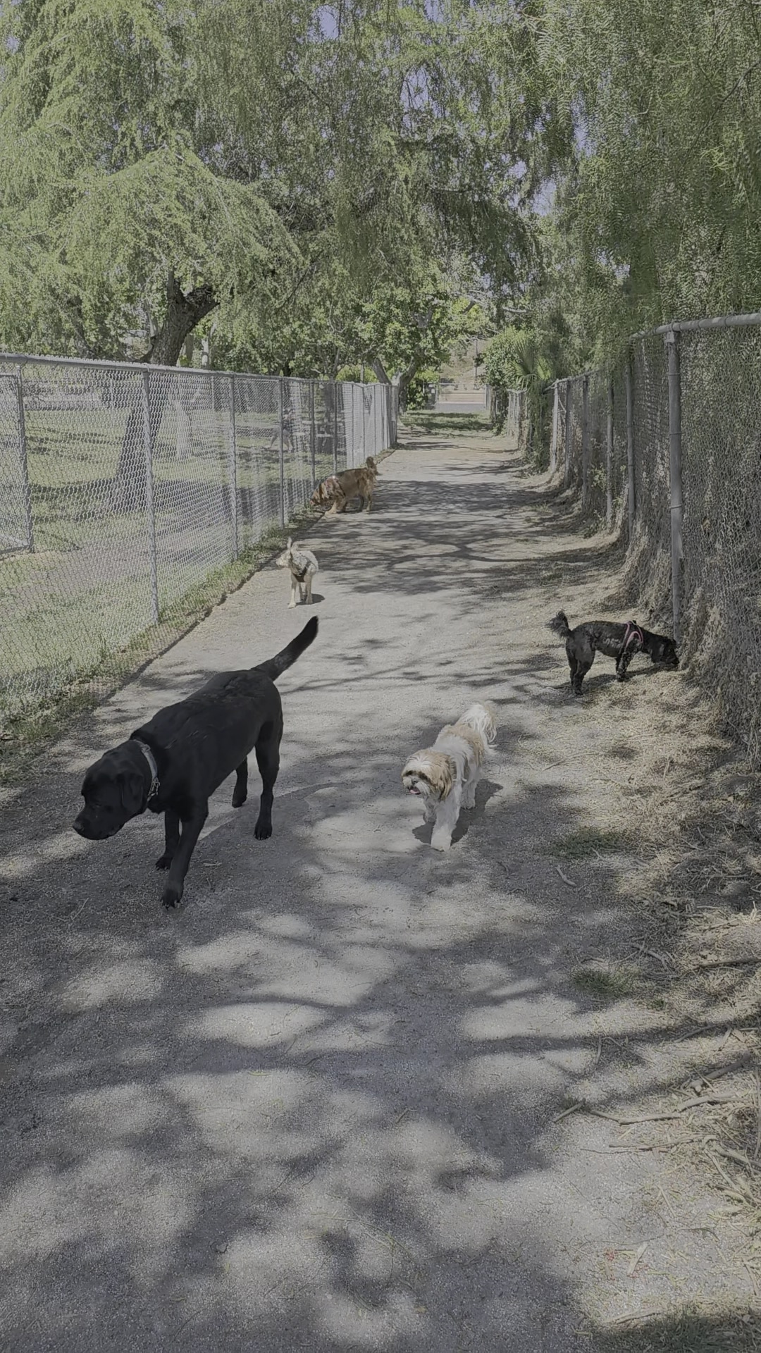 Larry J Marsalli Dog Park - Santa Clara, CA