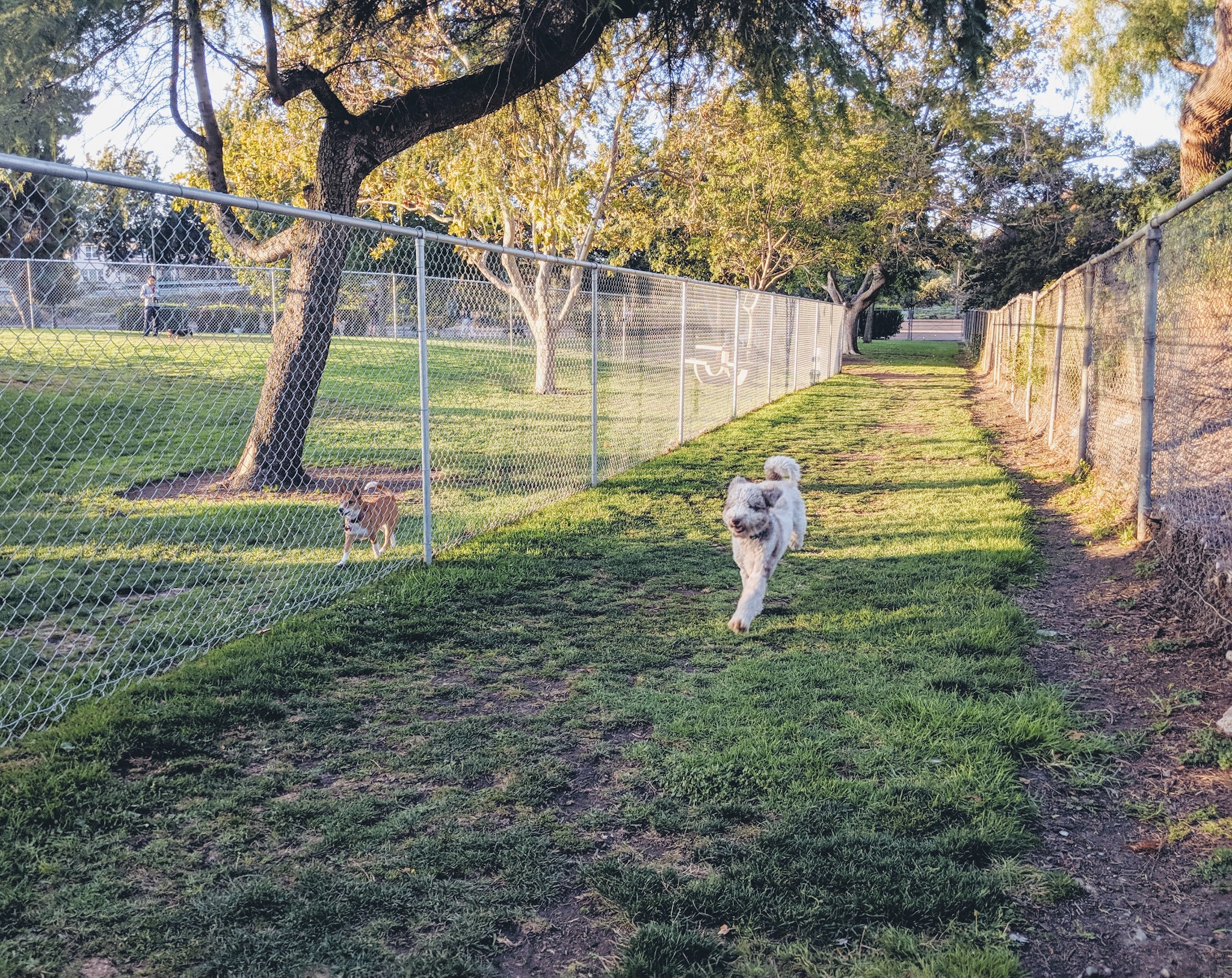 Larry J Marsalli Dog Park - Santa Clara, CA