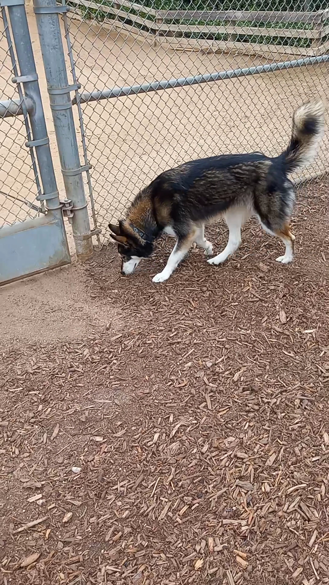 Airport Park Dog Park - Santa Monica, CA