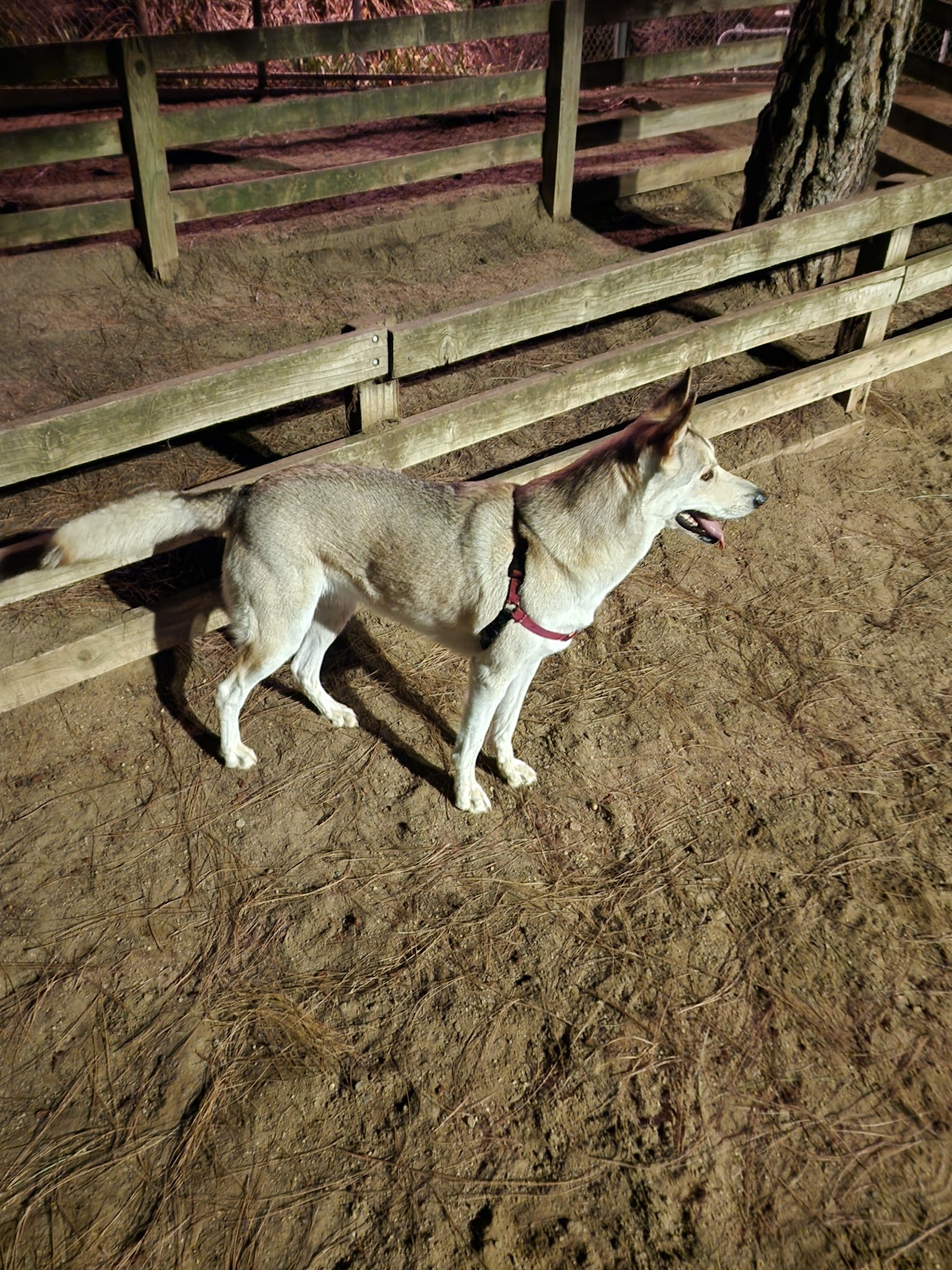 Airport Park Dog Park - Santa Monica, CA