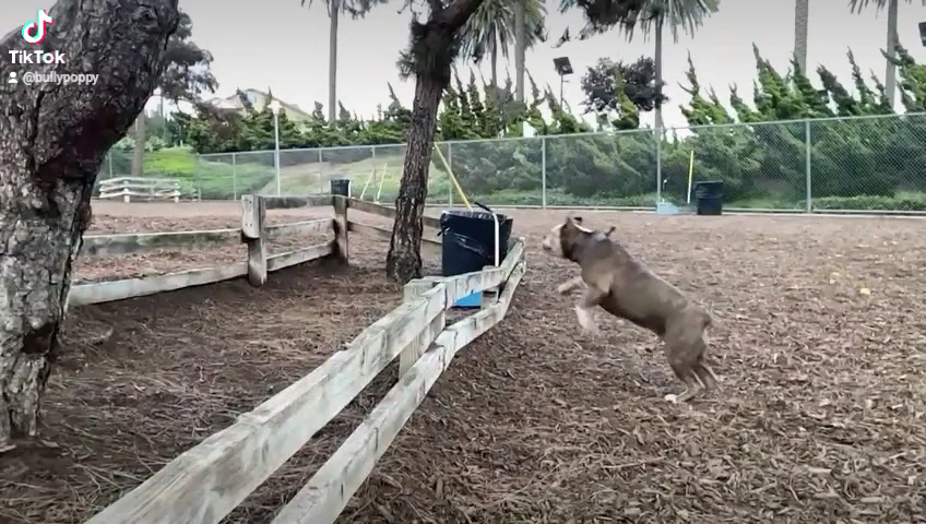 Airport Park Dog Park - Santa Monica, CA