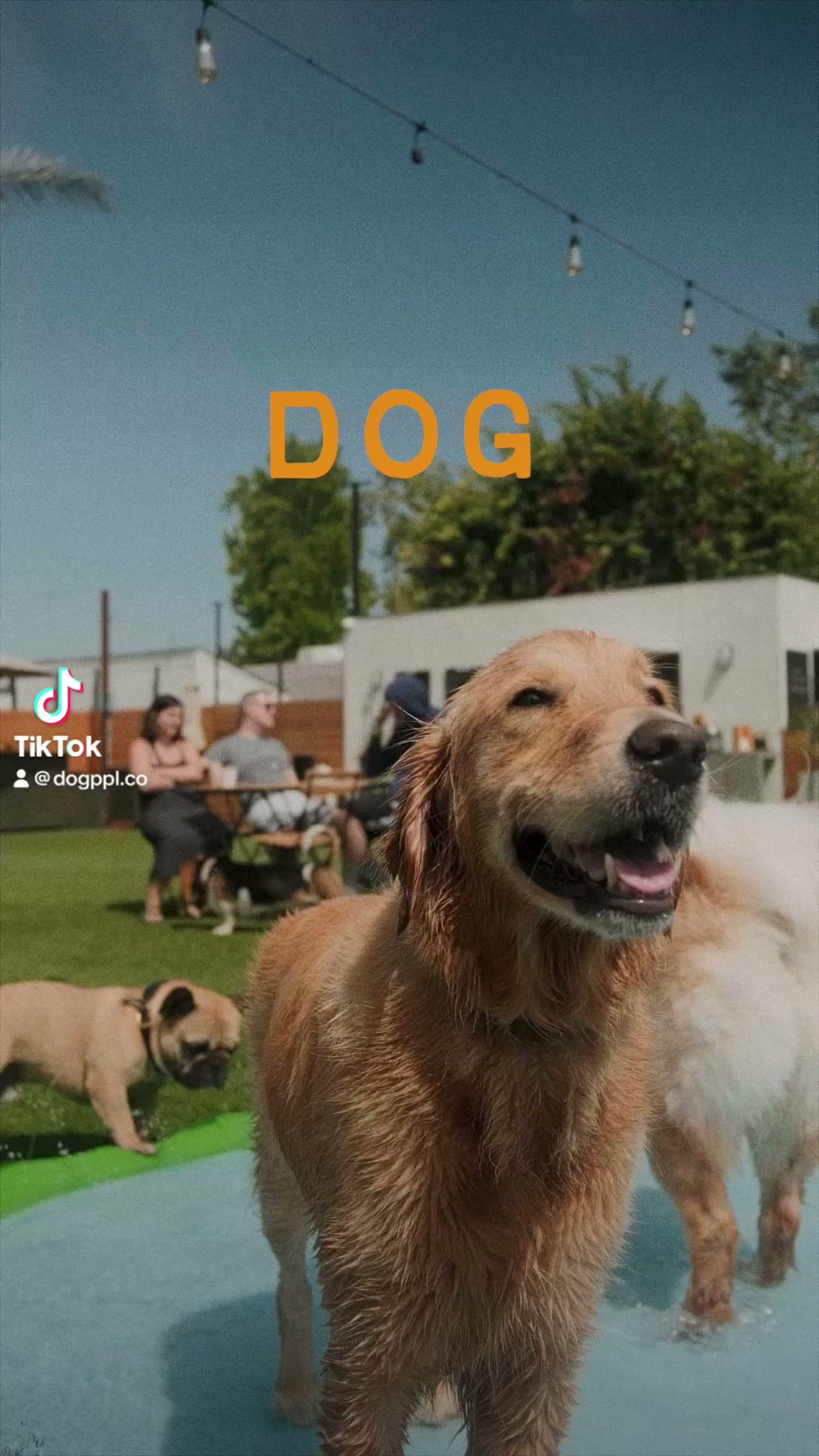 DOG PPL - Santa Monica, CA