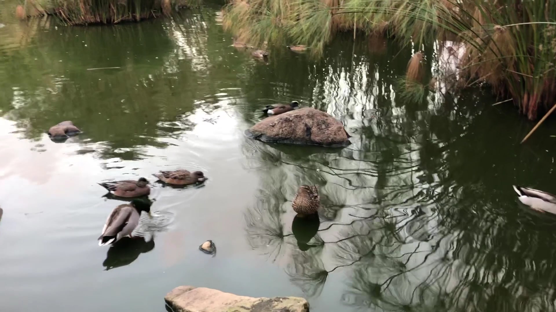 Douglas Park - Santa Monica, CA