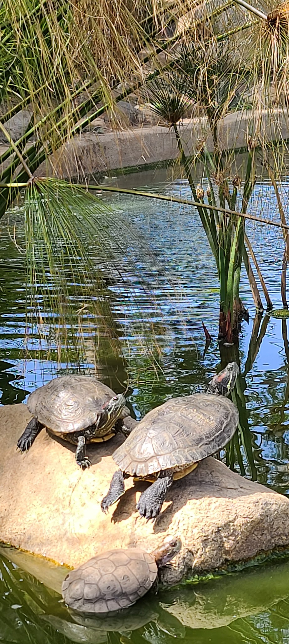 Douglas Park - Santa Monica, CA