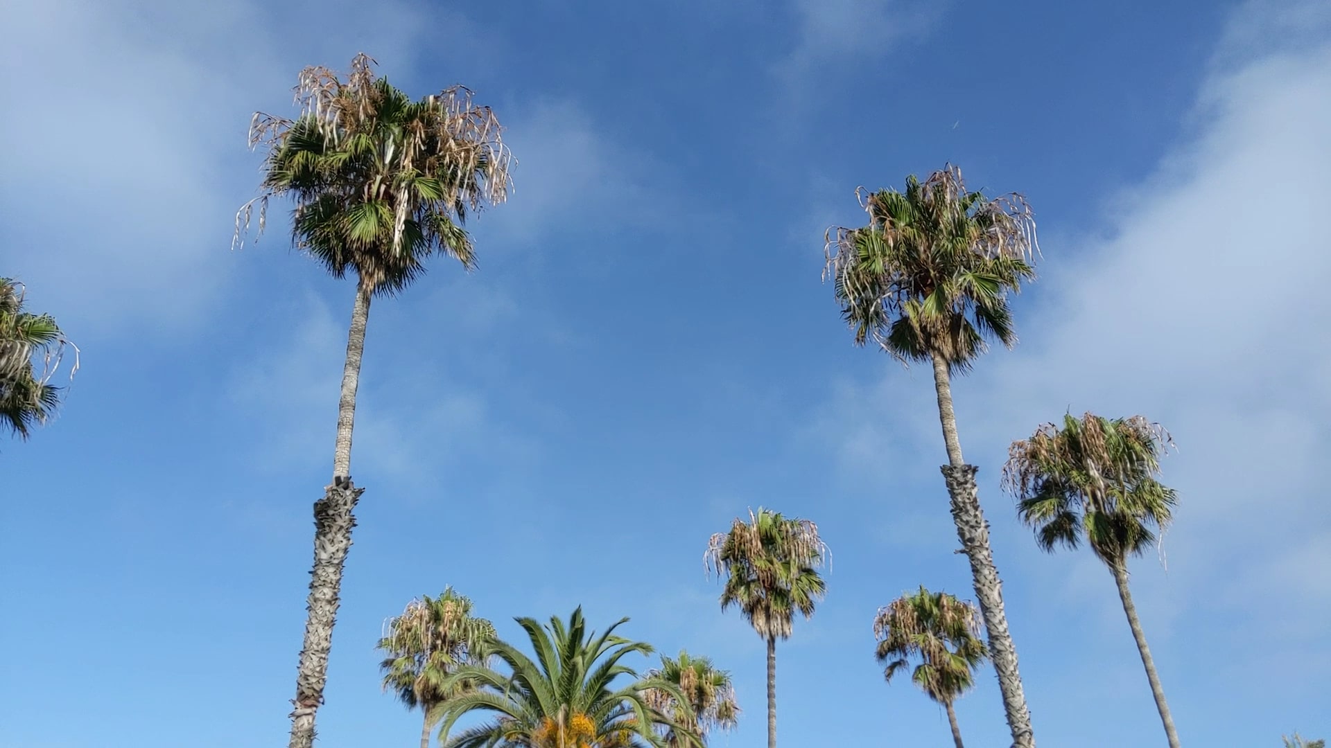 Ocean View Park - Santa Monica, CA