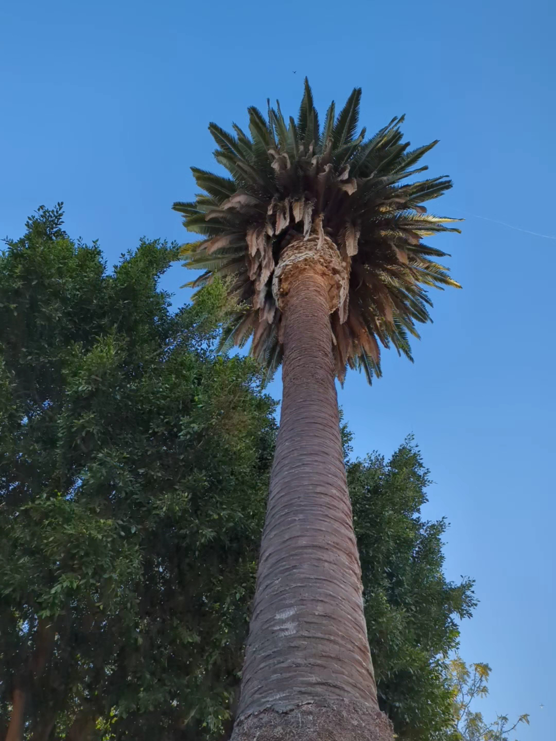 Pacific Street Park - Santa Monica, CA