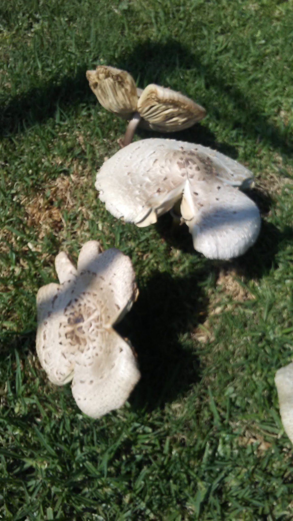 Schader Park - Santa Monica, CA