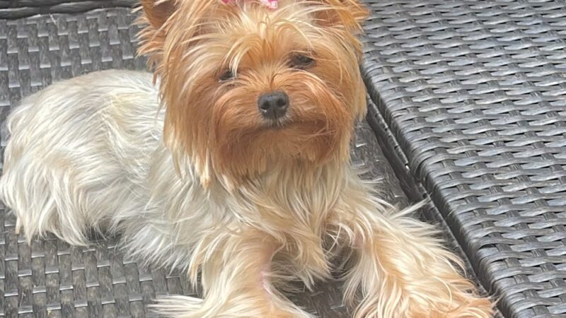 2S Dog House - Scarsdale, NY