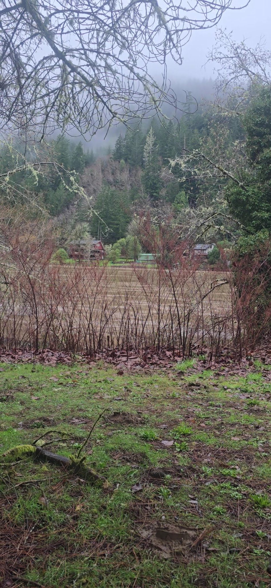 Scottsburg County Park - Scottsburg, OR