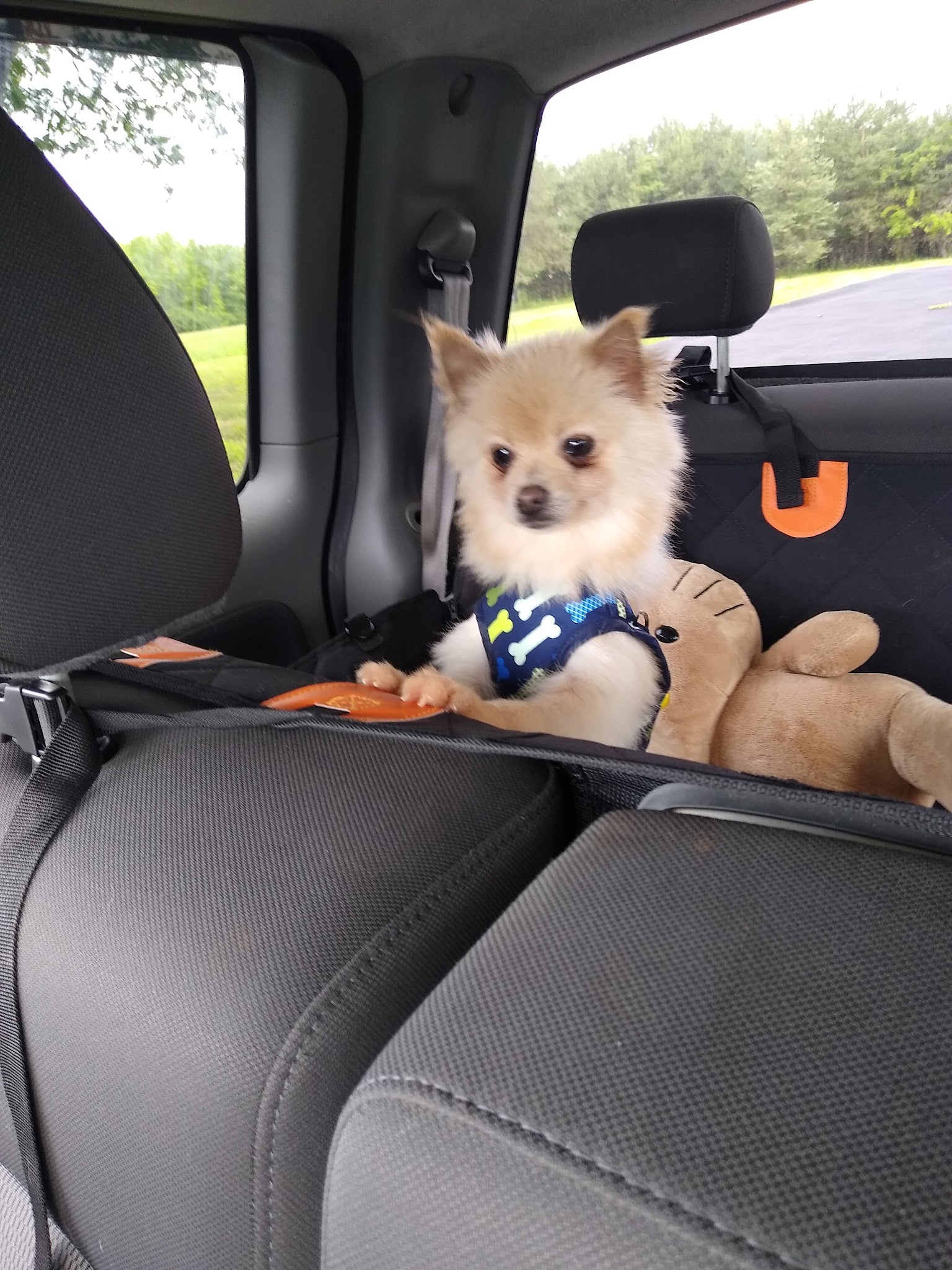 Fetch A Friend Rescue - Seneca Falls, NY