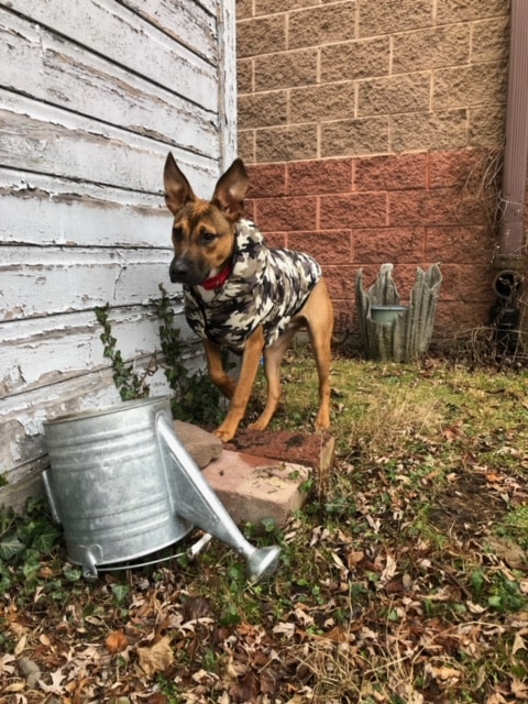 Fetch A Friend Rescue - Seneca Falls, NY