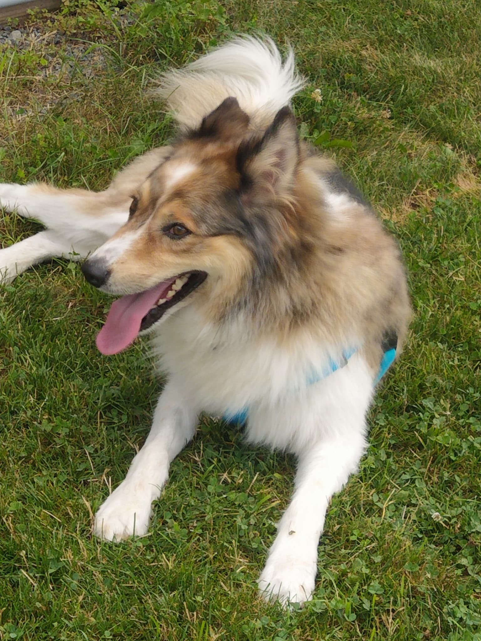 Fetch A Friend Rescue - Seneca Falls, NY